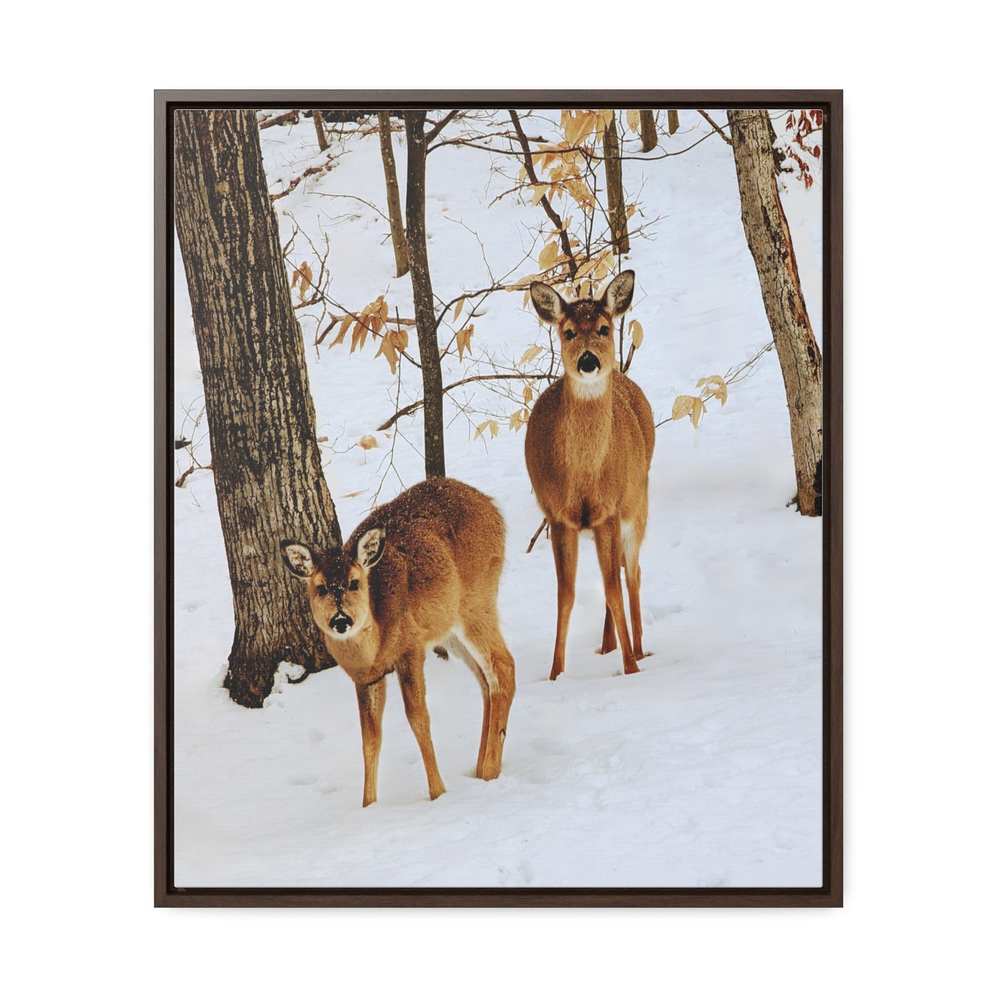 Wildlife Photography, Deer in Northern Michigan Snow, Bellaire Michigan Framed Canvas Photography